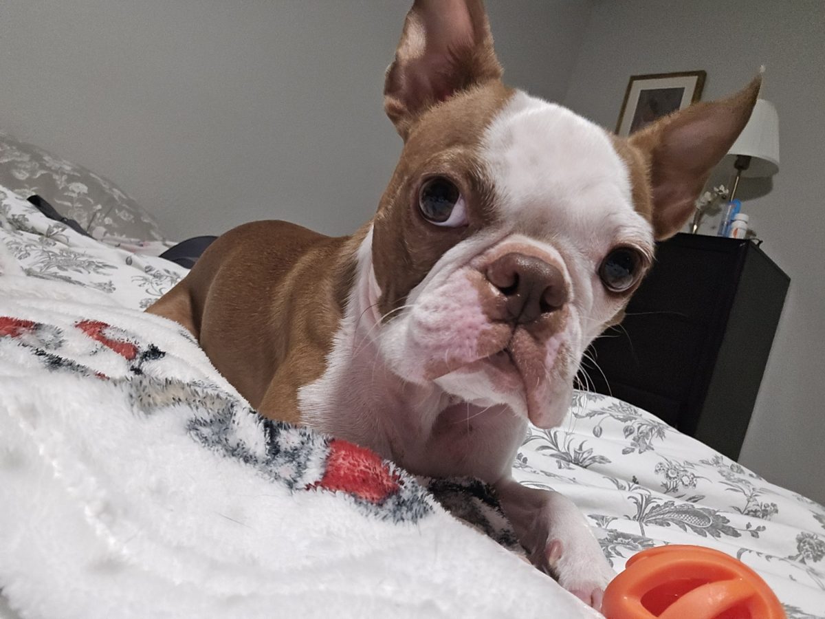 Gizmo lying on a bed next to an orange toy
