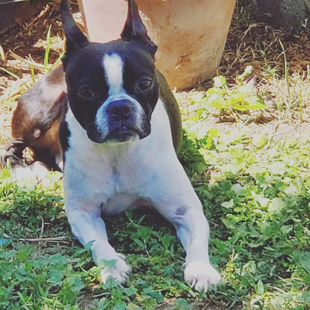 Toby, a Boston Terrier, lying in the grass